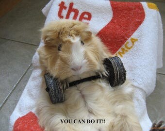 Image showcasing Guinea pig photo | Etsy