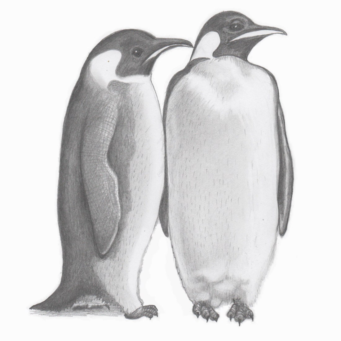 Pencil drawing of two penguins. Original art pencil sketch