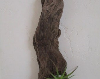 FREE SHIPPING = Driftwood Air Plant Wall Holder "Nautical Style"