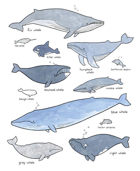 Whales illustration chart print marine mammals art poster