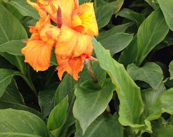 1 Well Rooted canna orange beauty - 12 to 16 Inches Tall -m146