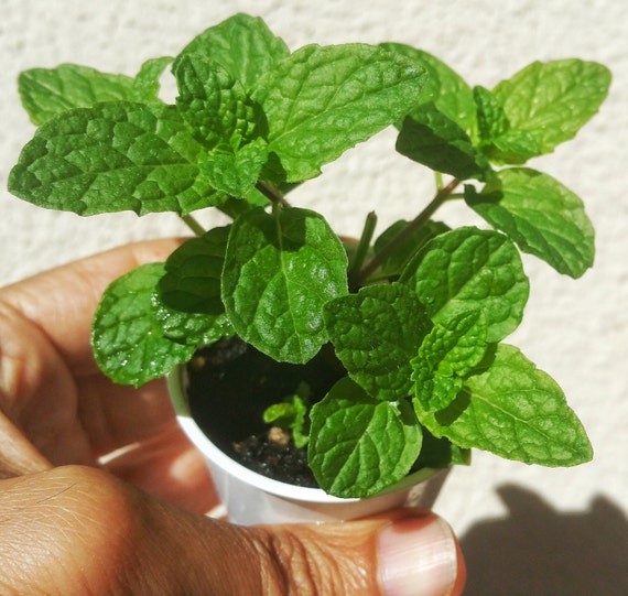 TWO Mojito Mint Herb Plants 100 Organic NONGMO