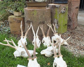 Collection roedeer antlers * taxidermy * trophy * skull * bone * roebuck * deer