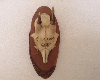 Former massacre of hunting of 1949 vintage deco kitsch taxidermy