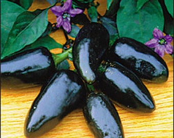 Hot Chilli Pepper - Black Hungarian (25 SEEDS)
