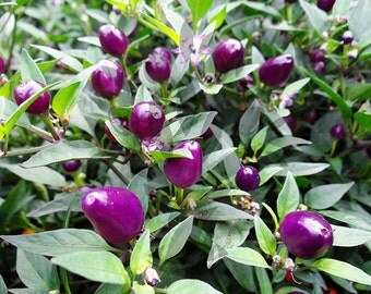 Hot Chilli Pepper - Filius Blue (25 SEEDS)
