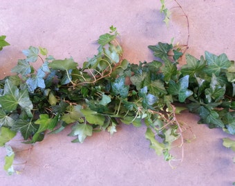 Silver Dollar Eucalyptus Garland