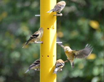 Fiesta Bird Feeder - TALL- Thistle (Nyjer) Seed