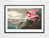 Roseate Spoonbill, Spoonbill, Spoonbills, vintage bird art, vintage bird posters, antique bird art, bird etchings, vintage etching prints