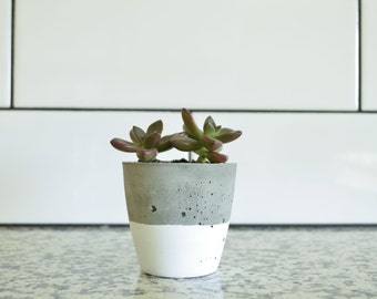 Concrete Succulent Planter, Small, Concrete and White, Modern & Trendy