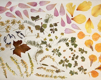 dried leafs collection floral inspiration art project supplies dry flower sunflower rose petals queen lace diy collage woodland leafs э5