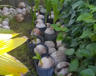 Coconut Palm (Sprouted) 1-6 inch Sprout