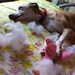 veryurbanwhippets
