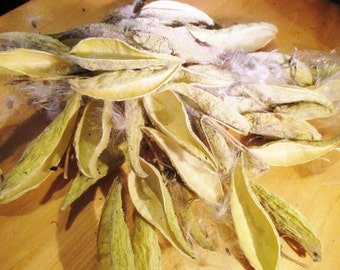 Dried Milkweed Pods, Milk Weed Pod Crafts, Seed Pod, Dried Arrangements, Craft Supplies, Asclepias Syriaca, Nature Crafting, Floral Supplies