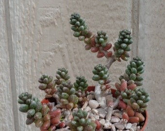 Large Bonsai Sedum-Sedum Furfuraceum