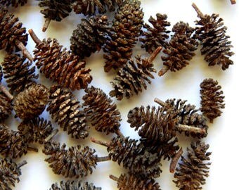 Tiny Red Alder Natural Seed Cones from Southern Oregon - Mini Pine Cones, 25 PC