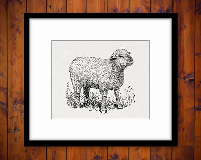 Little Hampshire Sheep Graphic Image Download Cute Lamb Printable Digital Vintage Clip Art Jpg Png Eps HQ 300dpi No.3541
