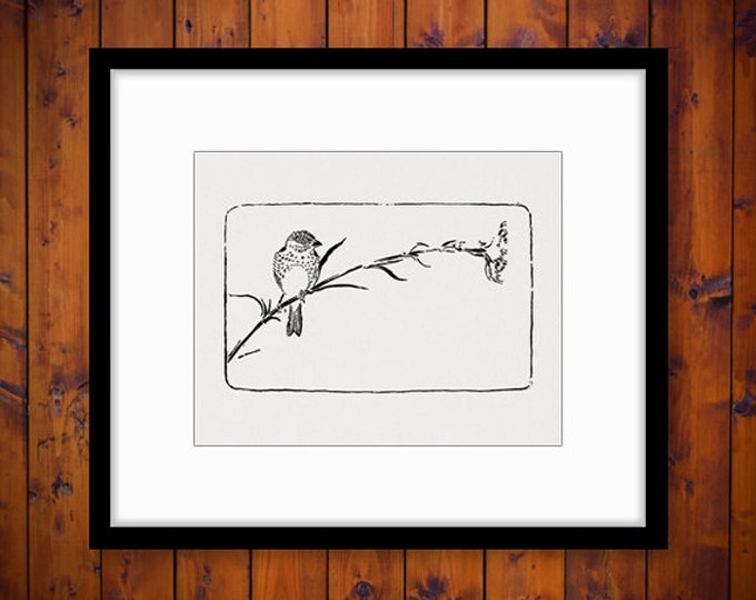 Printable Finch Bird Image Graphic Digital Download Artwork Antique Clip Art Jpg Png Eps HQ 300dpi No.1682