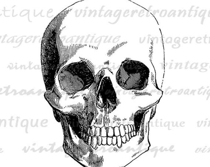 Digital Skull Image Download Graphic Skull Printable Illustration Antique Clip Art Jpg Png Eps HQ 300dpi No.2347