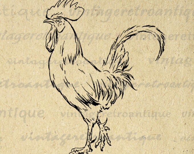 Rooster Printable Graphic Download Chicken Image Illustration Digital Jpg Png Eps HQ 300dpi No.3850