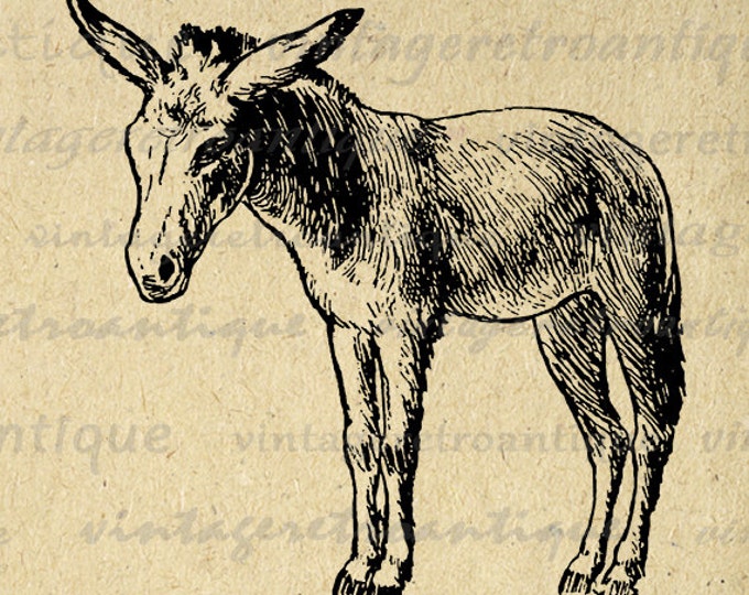 Printable Little Donkey Graphic Download Antique Horse Image Digital Jpg Png Eps HQ 300dpi No.737