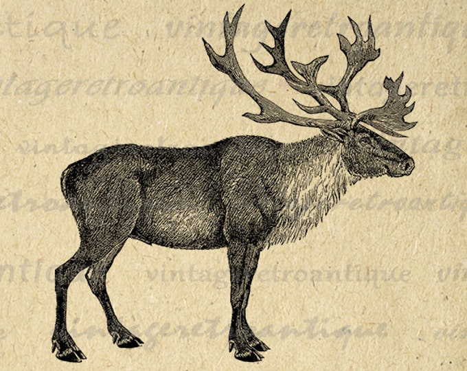 Printable Caribou Digital Image Graphic Download Artwork Vintage Clip Art Jpg Png Eps HQ 300dpi No.2141