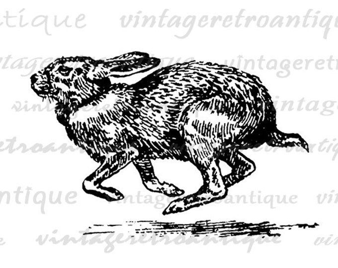 Digital Graphic Running Rabbit Download Bunny Image Illustration Printable Vintage Clip Art Jpg Png Eps HQ 300dpi No.1315