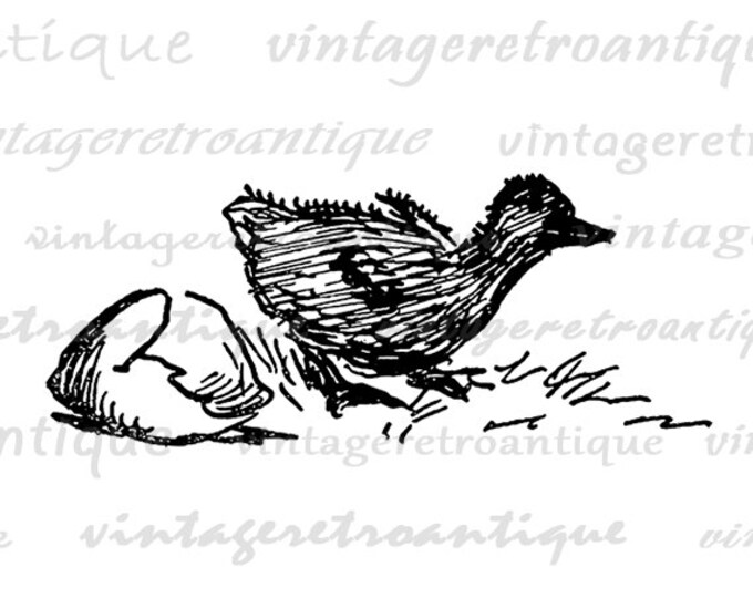 Digital Graphic Duckling Hatching from Egg Image Baby Bird Download Printable Vintage Clip Art Jpg Png Eps HQ 300dpi No.3798