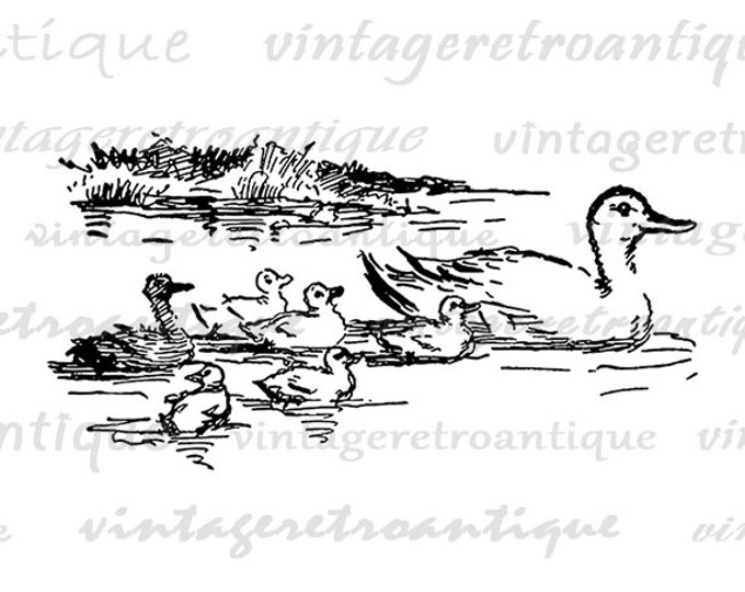 Odd Ducking Image Printable Download Duck Graphic Birds Illustration Digital Vintage Clip Art Jpg Png Eps HQ 300dpi No.3830