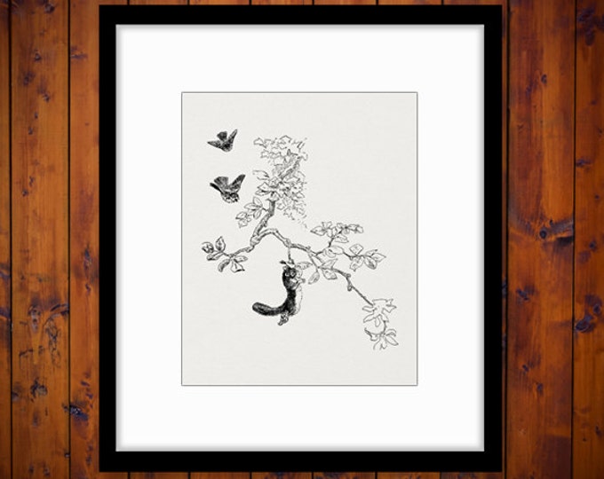 Printable Squirrel and Birds Digital Download Graphic Image Antique Clip Art Jpg Png Eps HQ 300dpi No.560