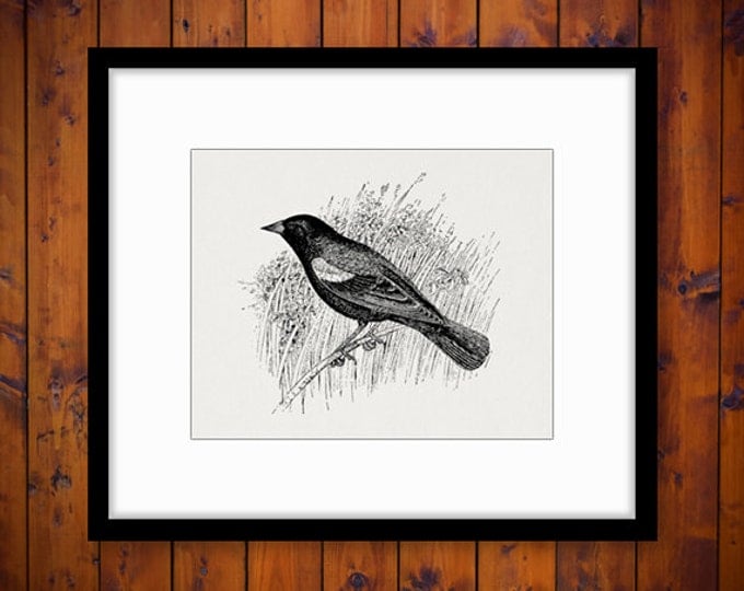 Red Winged Blackbird Graphic Printable Image Bird Illustration Download Digital Vintage Clip Art for Transfers HQ 300dpi No.991