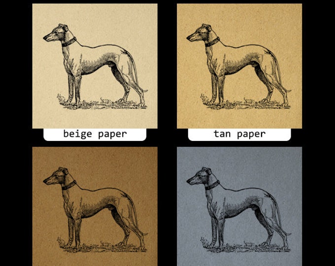 Greyhound Dog Digital Graphic Printable Image Download Vintage Clip Art Jpg Png Eps HQ 300dpi No.3140