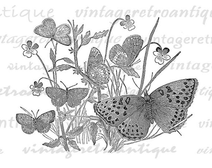 Butterflies Image Digital Download Butterfly Illustration Graphic Printable Antique Clip Art Jpg Png Eps HQ 300dpi No.1423