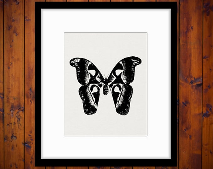 Moth Digital Image Graphic Butterfly Download Illustration Printable Antique Clip Art Jpg Png Eps HQ 300dpi No.3505