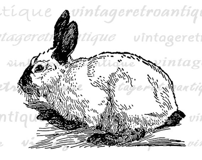 Digital Himalayan Rabbit Image Download Bunny Graphic Illustration Printable Vintage Clip Art Jpg Png Eps HQ 300dpi No.3063