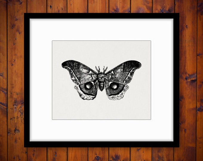 Digital Graphic Moth Download Butterfly Printable Image Vintage Clip Art Jpg Png Eps HQ 300dpi No.3134