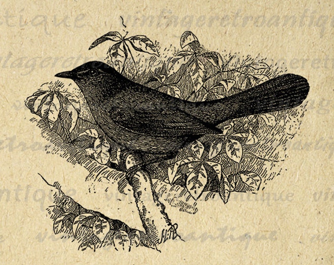 Printable Bird Image Download Antique Illustration Graphic Digital Vintage Clip Art Jpg Png Eps HQ 300dpi No.1052