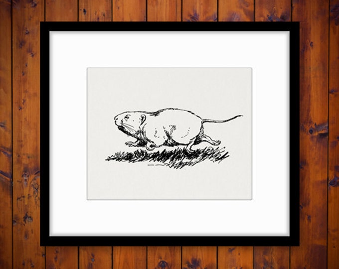 Printable Groundhog Digital Graphic Cute Gopher Download Antique Image Vintage Clip Art Jpg Png Eps HQ 300dpi No.305