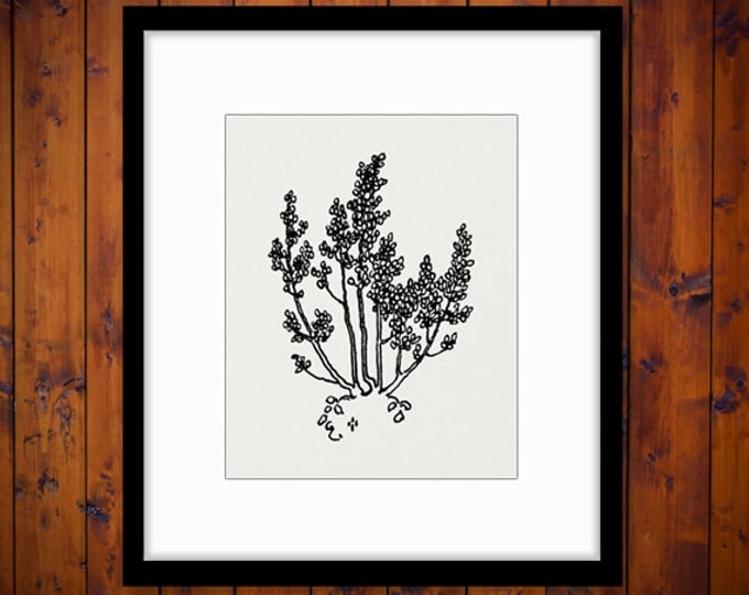 Digital Tree Image Graphic Antique Illustration Printable Plant Download Vintage Clip Art Jpg Png Eps HQ 300dpi No.3803