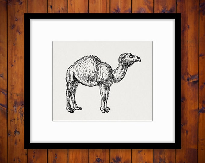 Camel Printable Image Graphic Download Camel Digital Illustration Antique Clip Art Jpg Png Eps HQ 300dpi No.4308