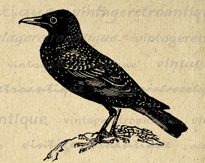 Printable Image Starling Bird Graphic Digital Bird Illustration Download Antique Clip Art Jpg Png Eps HQ 300dpi No.2717