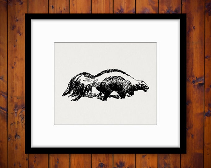 Skunk Printable Graphic Download Animal Illustration Digital Image Vintage Clip Art Jpg Png Eps HQ 300dpi No.1613