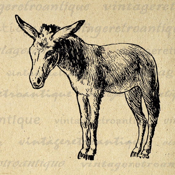 Printable Little Donkey Graphic Download by VintageRetroAntique