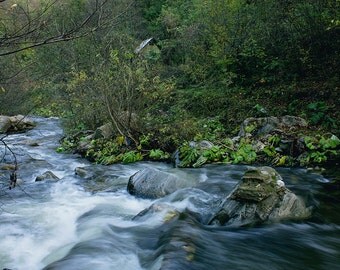 Printable art photo,Nature foto,River forest photo,Tiny forest house,Instant download picture,Downloadable foto,Fotografie,Green color photo