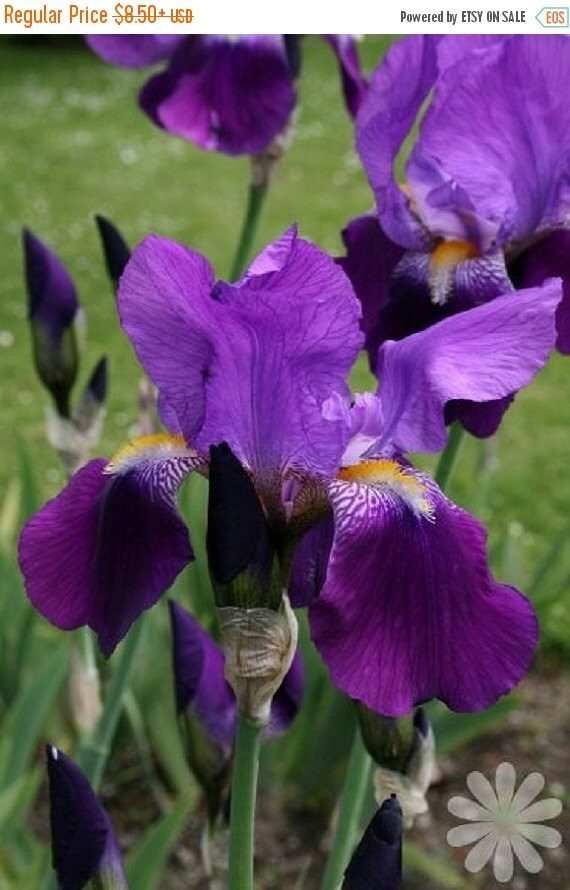 Dutch iris Bulbsvioletpurple petals with sunny by CaribbeanGarden
