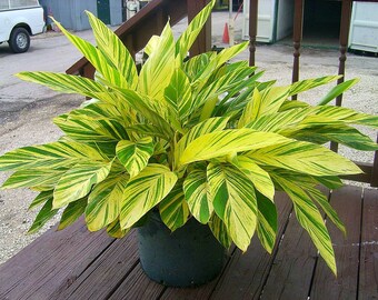 Alpinia Zerumbet Varigated Shell Ginger Rooted Live Plant, A Perfect Housewarming Gift