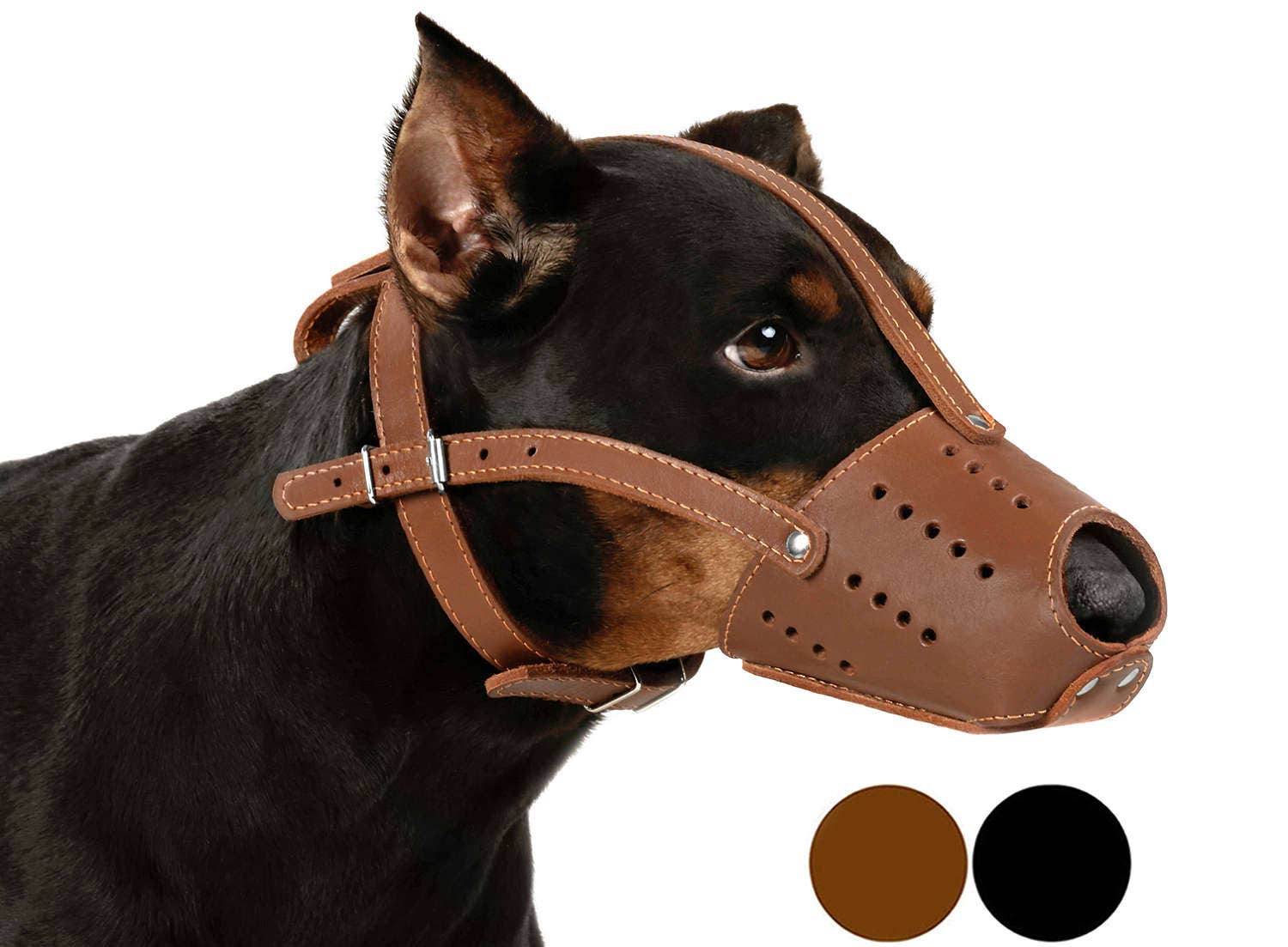 doberman puppy muzzle