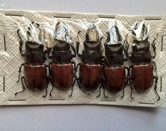 Wholesale 5 x Ontolabis Sarasinorum - Taxidermy - Unmounted - Ready To Rehydrate - Artwork