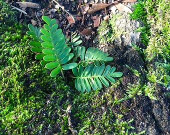 2+ Resurrection Ferns + Moss for Terrarium, Live Fern Plants + Free Gift