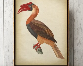 Great Hornbill BIRD Print, Bird Poster, Hornbill Print, Exotic Bird print, Bird Illustration, Home Decor, Wall Art, Bird Art.